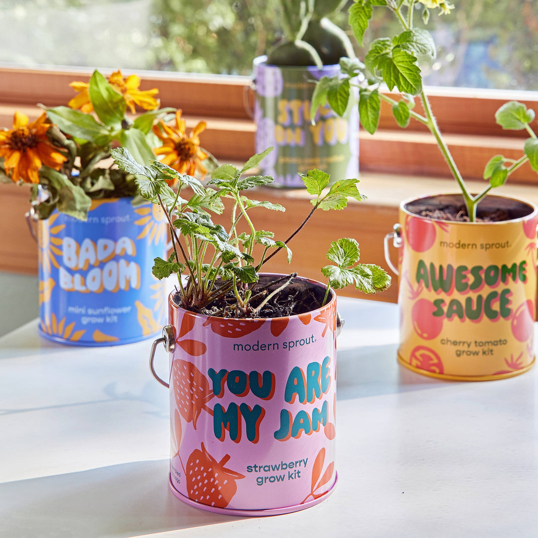 Complimentary Color Grow Kits: Bada Bloom