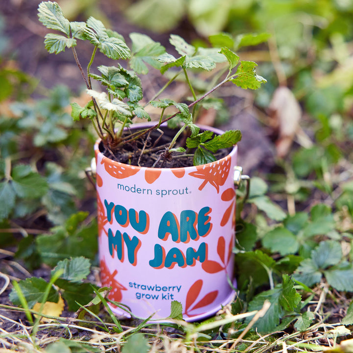 Complimentary Color Grow Kits: Bada Bloom