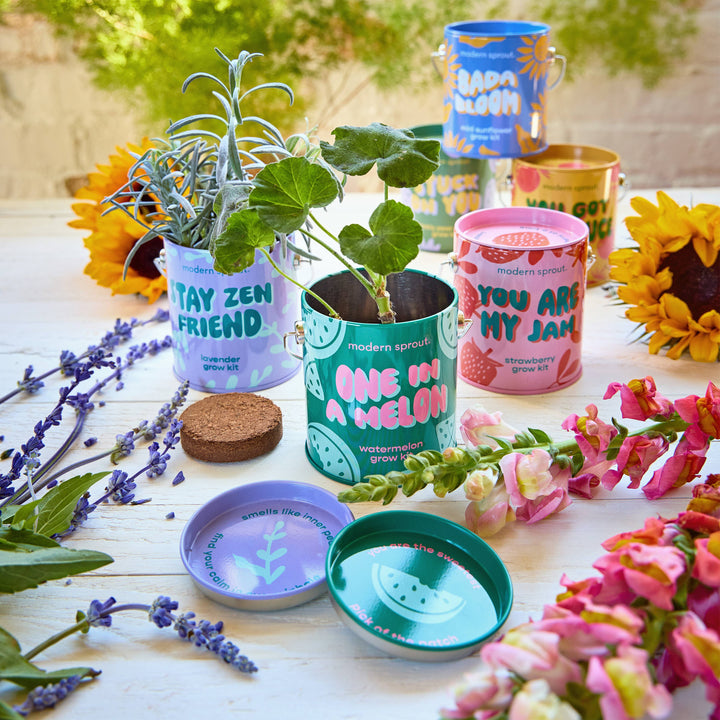 Complimentary Color Grow Kits: Bada Bloom