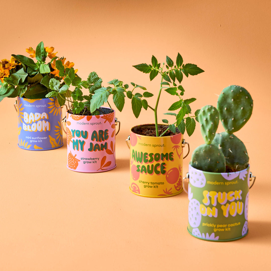 Complimentary Color Grow Kits: Bada Bloom