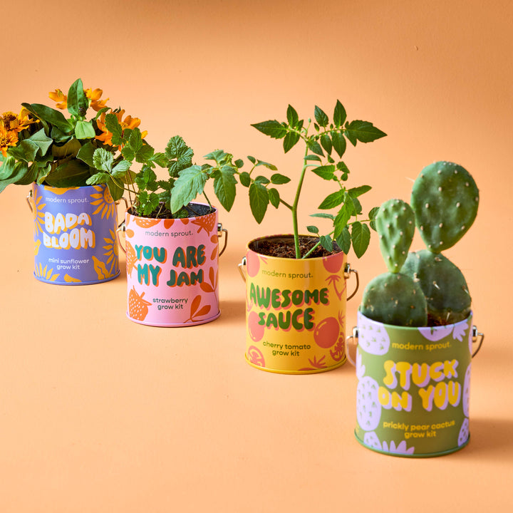 Complimentary Color Grow Kits: Bada Bloom