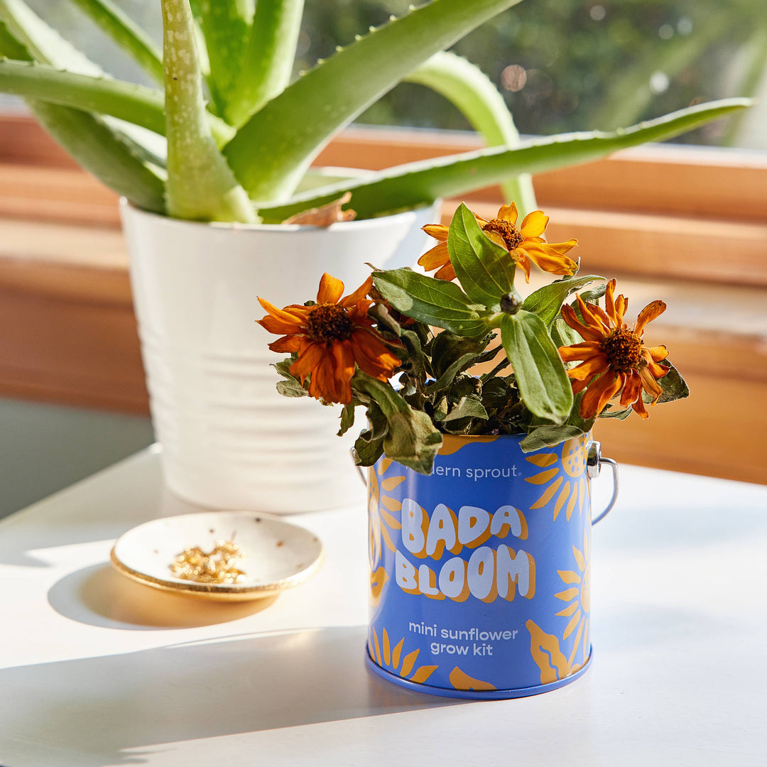 Complimentary Color Grow Kits: You are My Jam