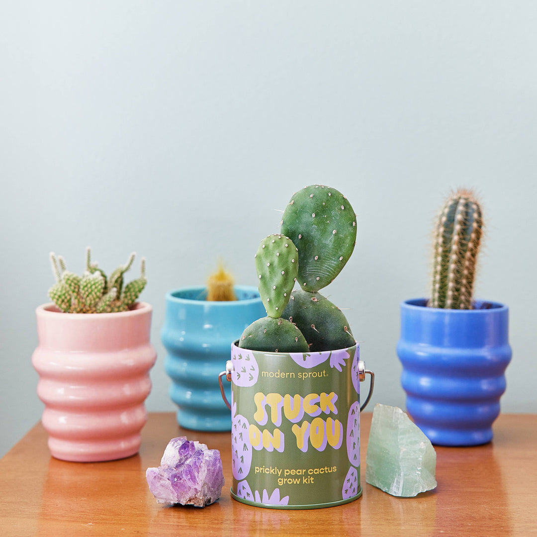 Complimentary Color Grow Kits: Bada Bloom