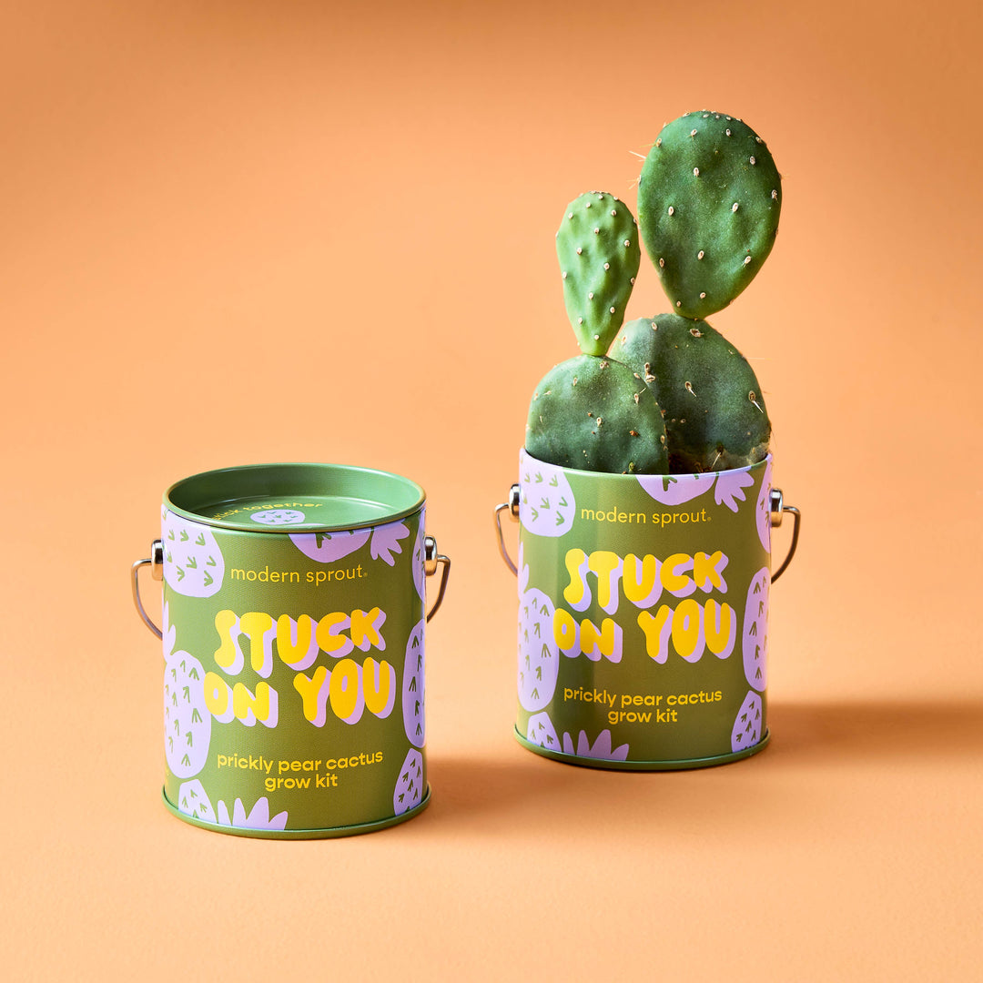 Complimentary Color Grow Kits: Bada Bloom